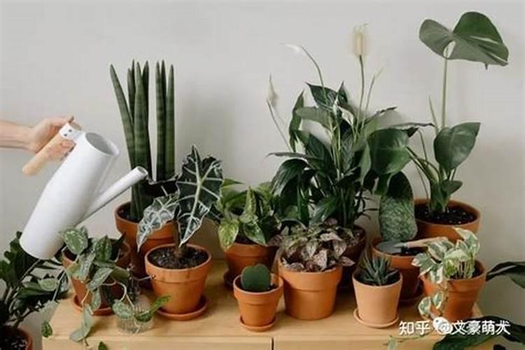夏天绿罗多久施肥 夏季绿植长势如何,需几次施肥？