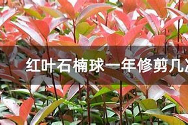 红叶石楠树小叶病怎么治？