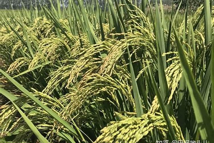 怎么种植水稻产量高 什么时候施钾肥效果好