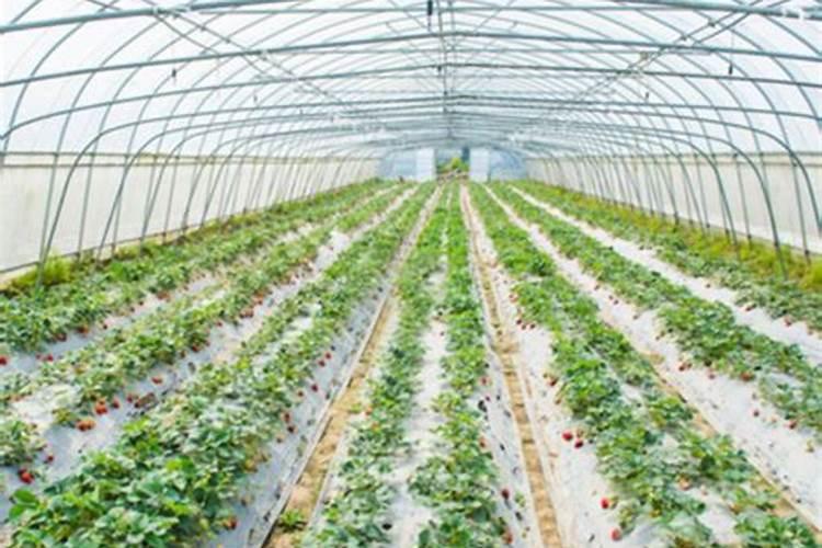 硝态氮肥有哪些