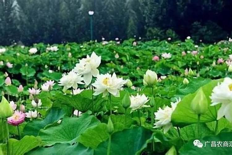 荷花需要什么肥料