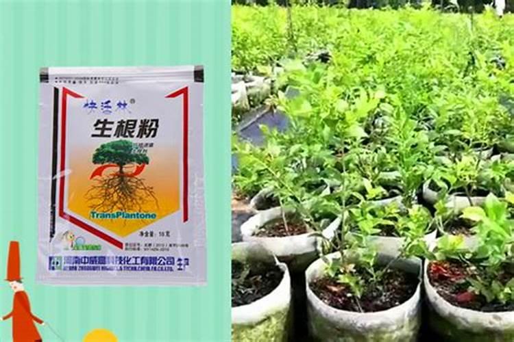 盆栽空根怎样快生根 盆栽空根快生根的方法
