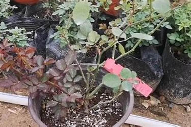 玫瑰花花肥制作与使用方法