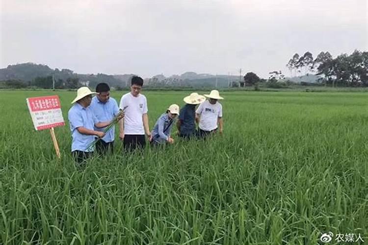 硝基复合肥使用方法