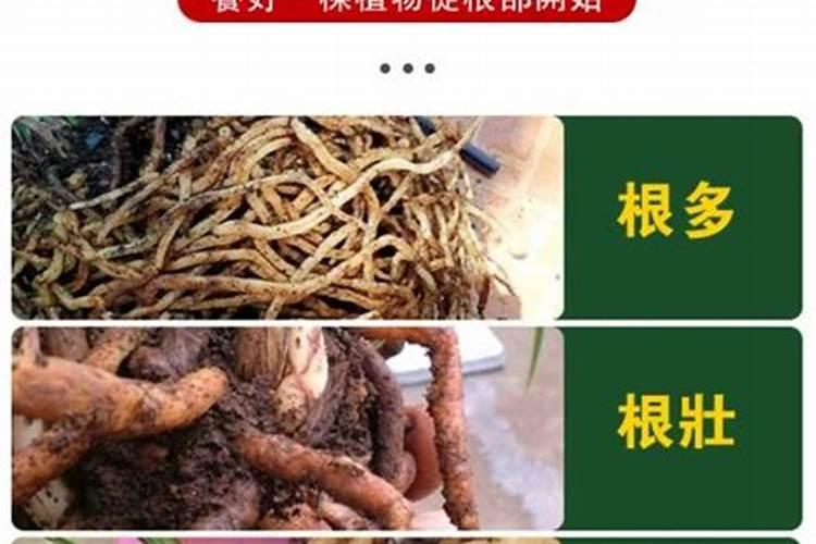 什么样的冲施肥效果较好？该如何施用