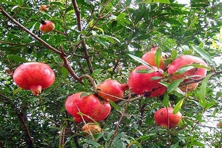 保花保果叶面肥最佳配方