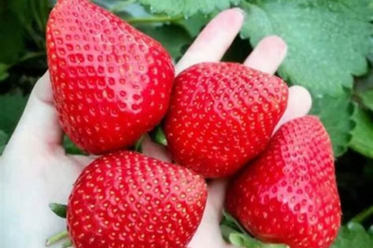 黄花菜正确施肥方法