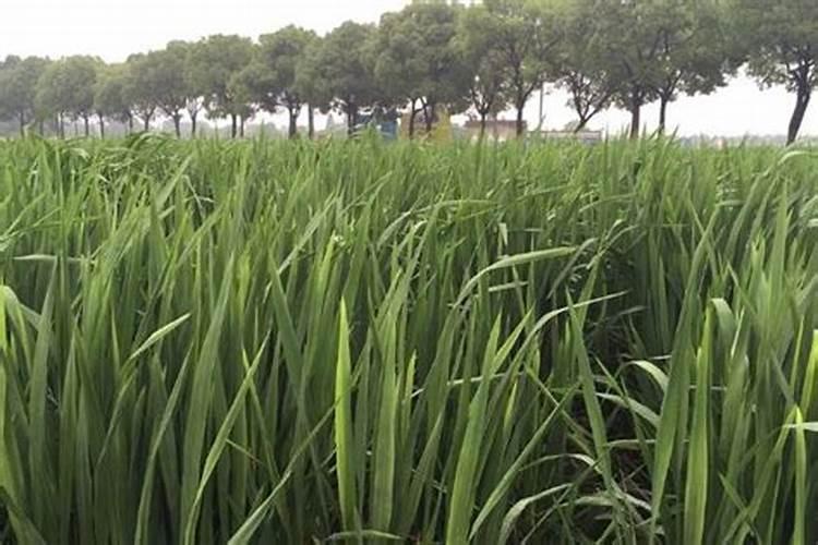 缸里养荷花用换水吗