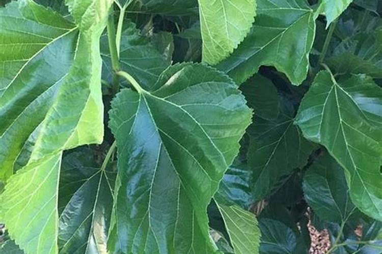 桑树应该怎么养