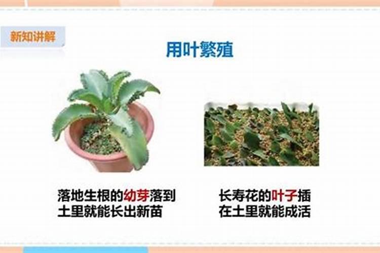 黄花菜生长期什么时候喷芸苔素好？