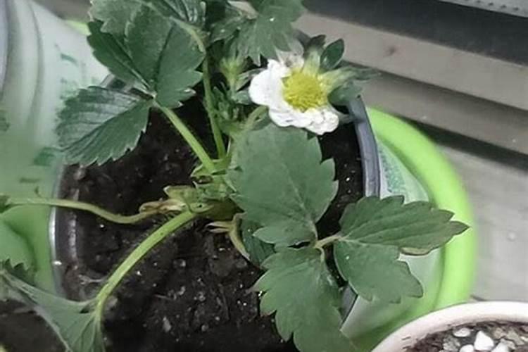 草莓苗开花之前能施中微量元素吗？