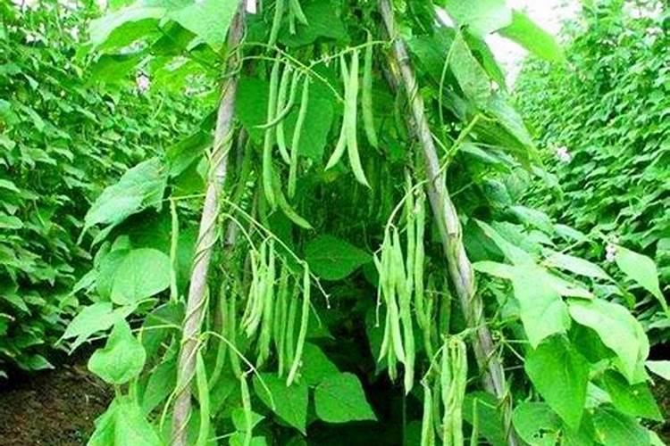 四季豆浇水的正确方法