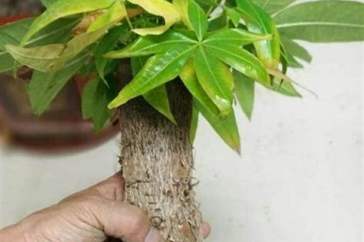 向日葵叶面肥打多了,叶子卷了怎么办？