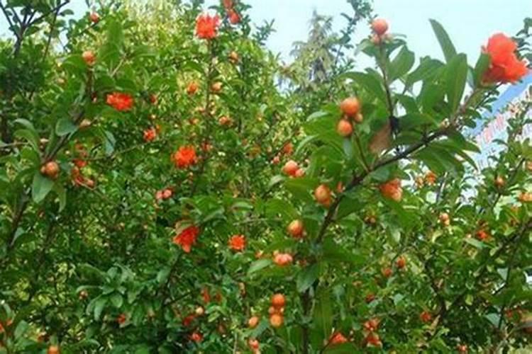 石榴树夏季管理方法