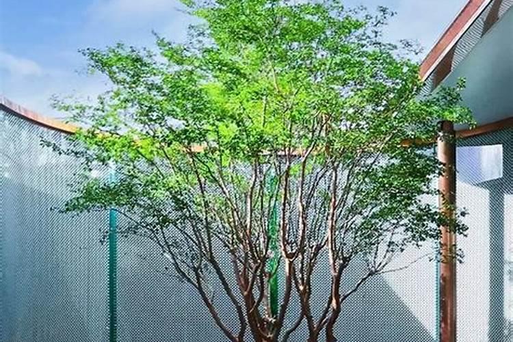 铁树多久施一次肥 铁树怎样施肥最好
