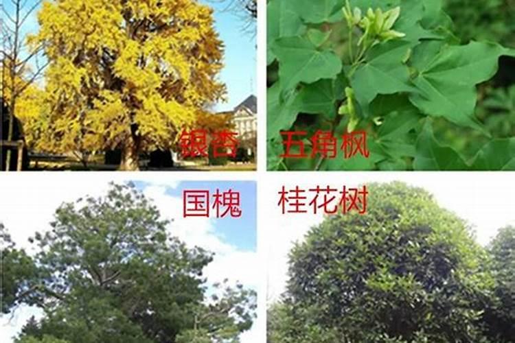 秋季花卉苗木养护要点