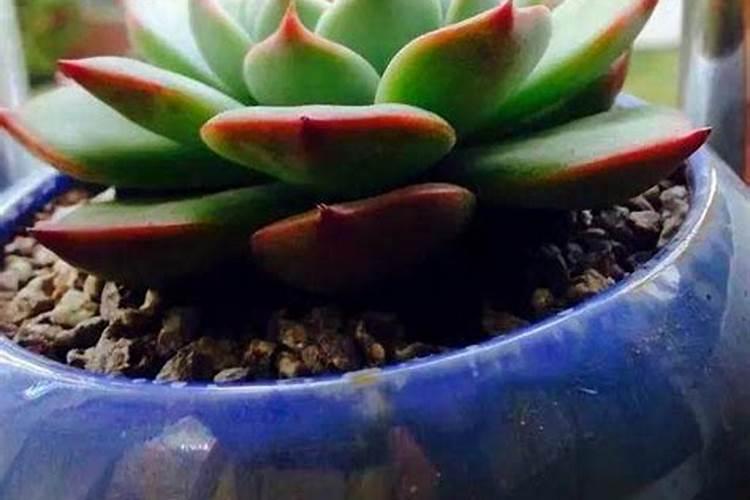 种什么小盆栽植物好看