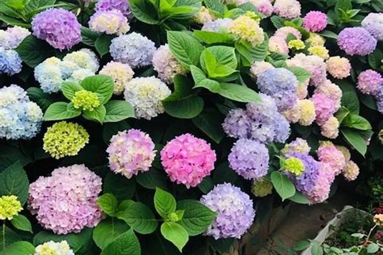 绣球专用肥适合别的花卉吗？