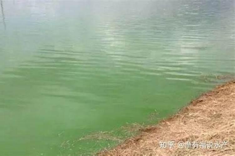 过磷酸钙能否消除池塘蓝藻