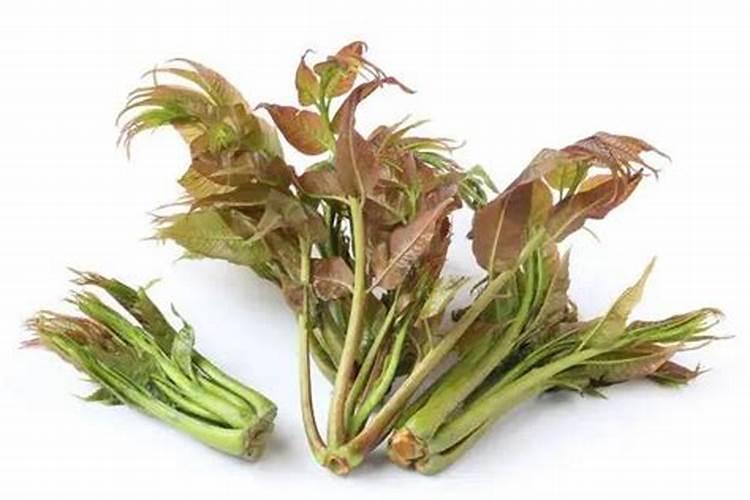 香椿枝枯病防治方法