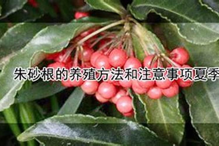 朱砂根叶子发黄怎么办