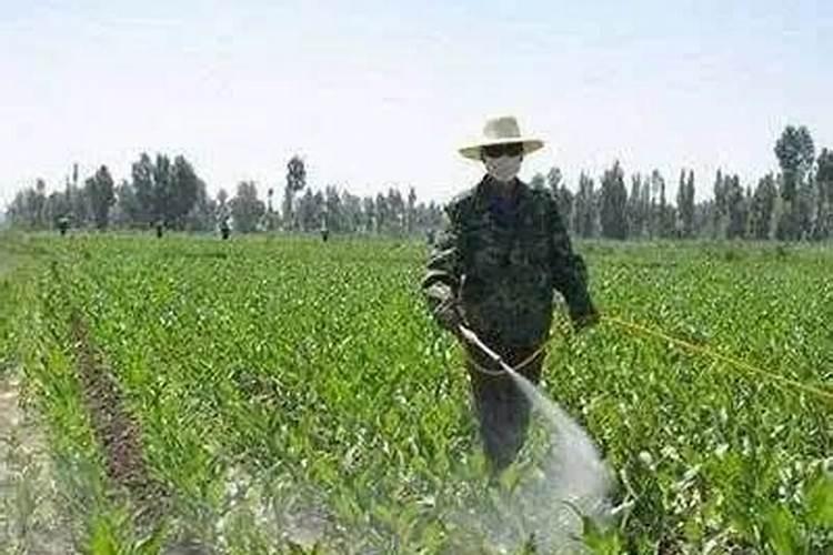 苗后除草剂打完几天能打杀虫药