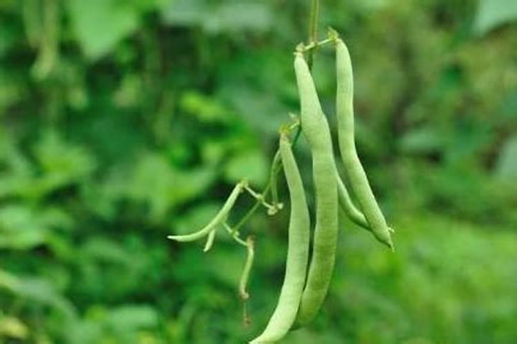 芸豆花期打什么叶面肥