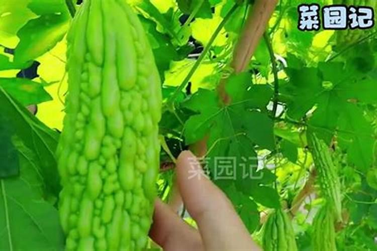 露地苦瓜的高效栽培管理技术 苦瓜养殖方法总结
