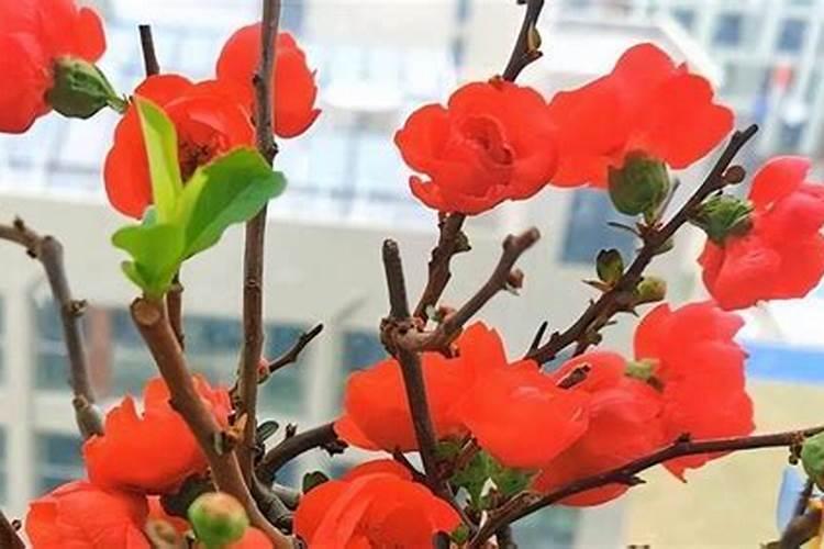 海棠花施什么肥最好