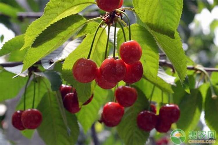 樱桃种植施肥需要注意什么 樱桃怎么种植比较好