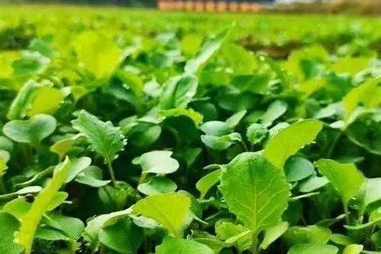油菜籽什么时候追肥好花卉百科