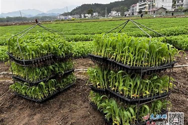 水果玉米种植时间和方法