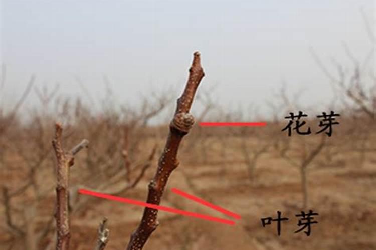 桃树怎么施肥才能高产且注意事项多？
