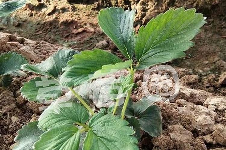 草莓不同的生长时期,对肥量的需求都有哪些特点？