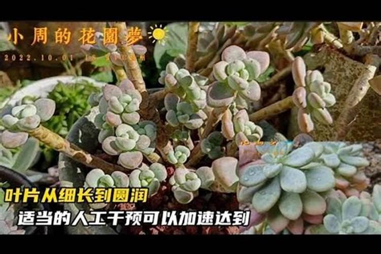 多肉小苗喷叶面肥