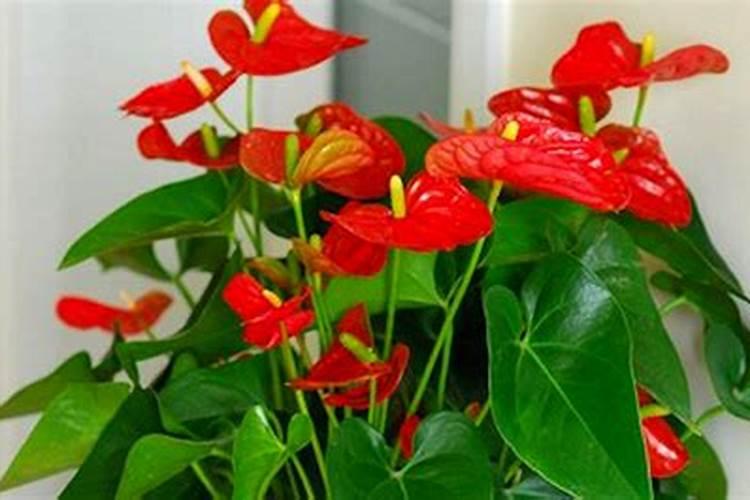 如何给红掌施肥与浇水？