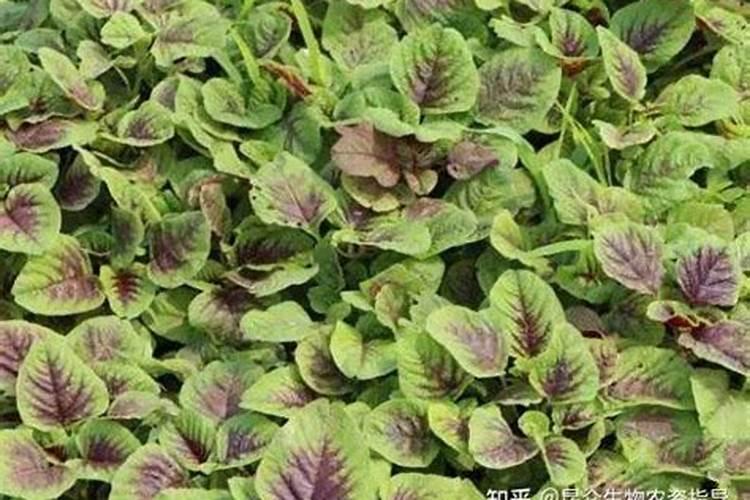 狗狗穰(马苋菜)用什肥料能除根