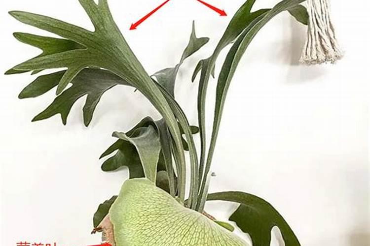 豌豆适合背阴处种植吗？