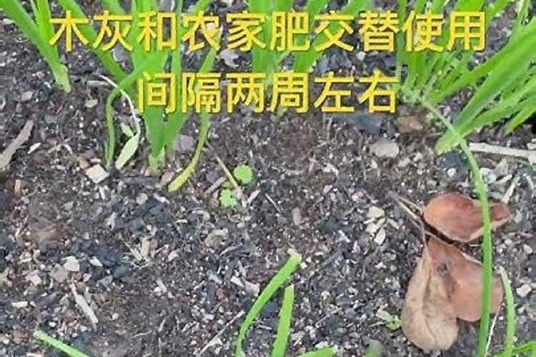 草木灰是什么肥 草木灰使用方法