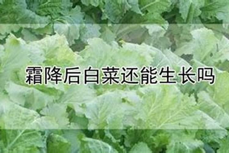 种植白菜时想要白菜包心硬实,有哪些种植技巧？