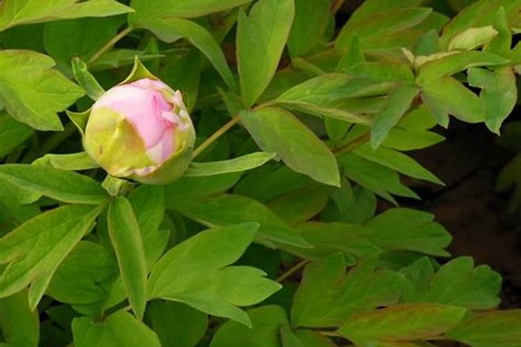牡丹有花苞了怎么施肥？