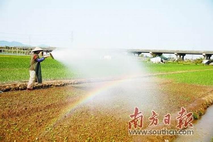 大蒜膨大期用什么肥料