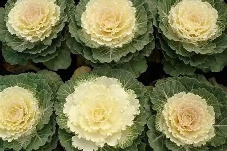 在设施蔬菜栽培中怎样施用硼肥？