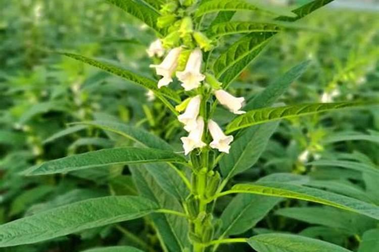 芝麻追肥用什么肥料 什么时间施更合适