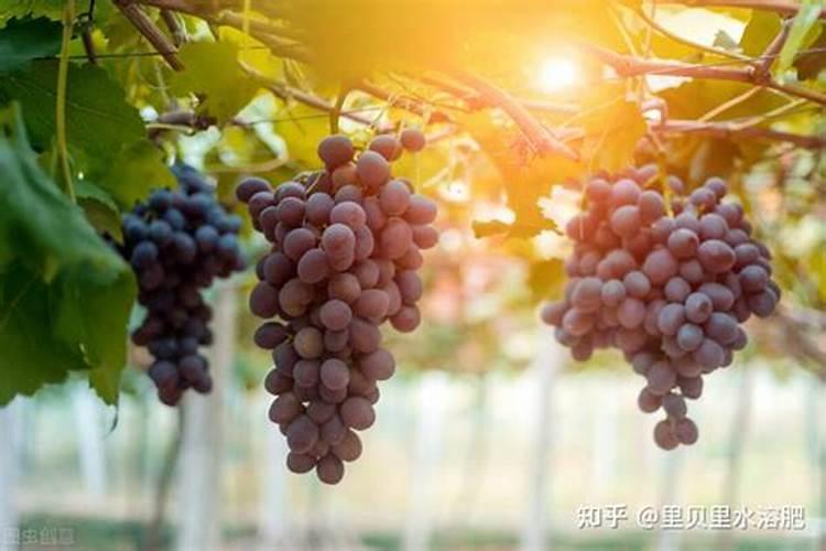 葡萄什么时候施肥最好 葡萄的施肥时间