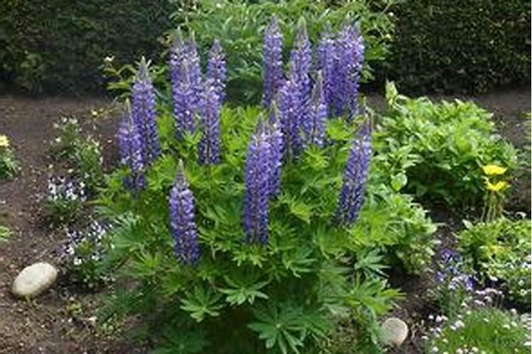 玫瑰花多久施一次肥 要施什么肥料
