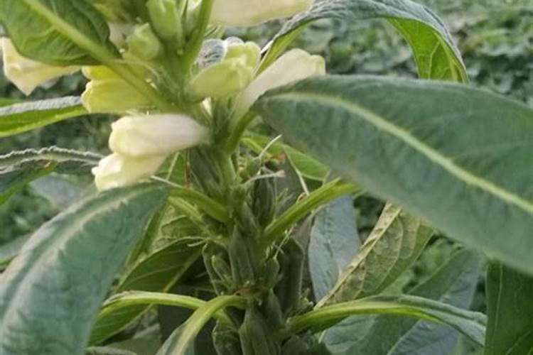 芝麻开花期间有哪些相关管理技巧？