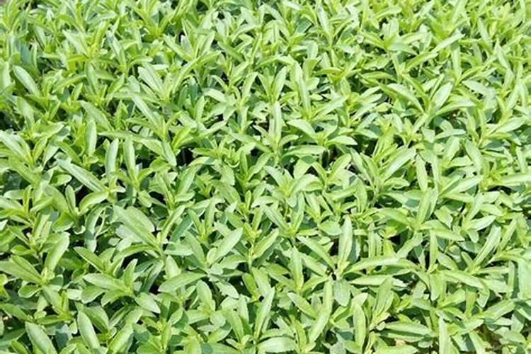 草莓移栽后多久可以施肥