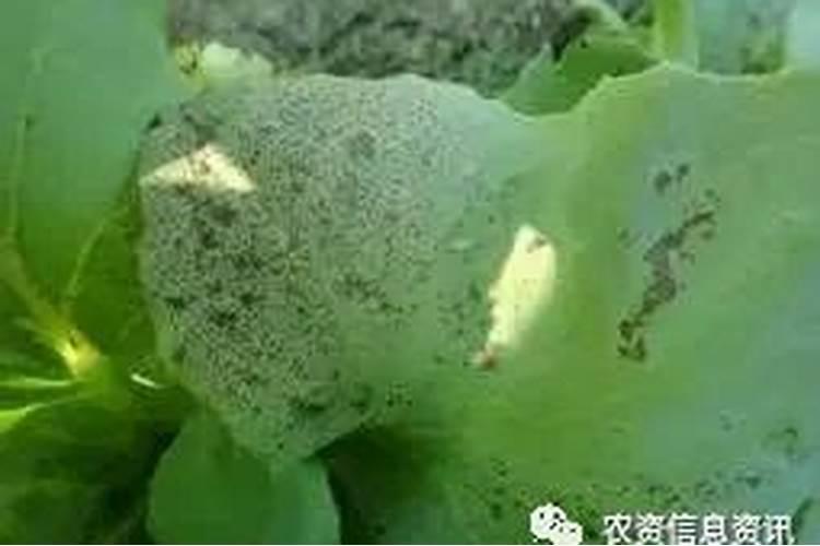 锌肥用多了对玉米有影响吗？