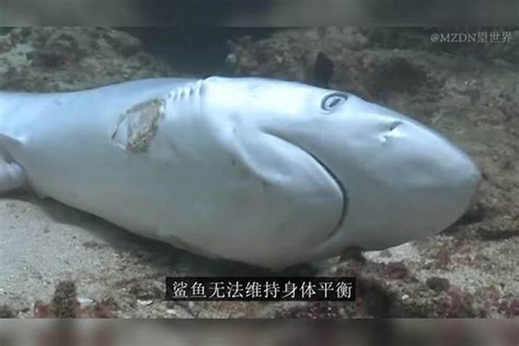 草莓如何施肥 草莓怎么施肥